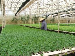 ngành nghề trồng cây hàng năm