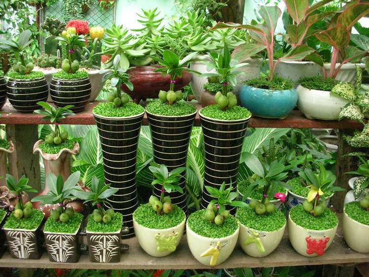 Thủ tục mở cửa hàng cây cảnh