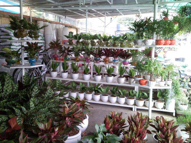 thủ tục mở cửa hàng kinh doanh cây cảnh
